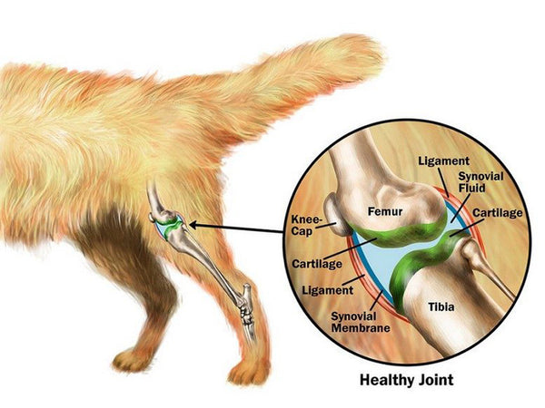 K9 2024 joint relief