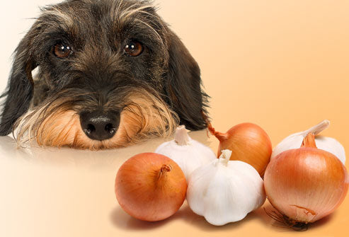 Are onions and 2024 garlic bad for dogs