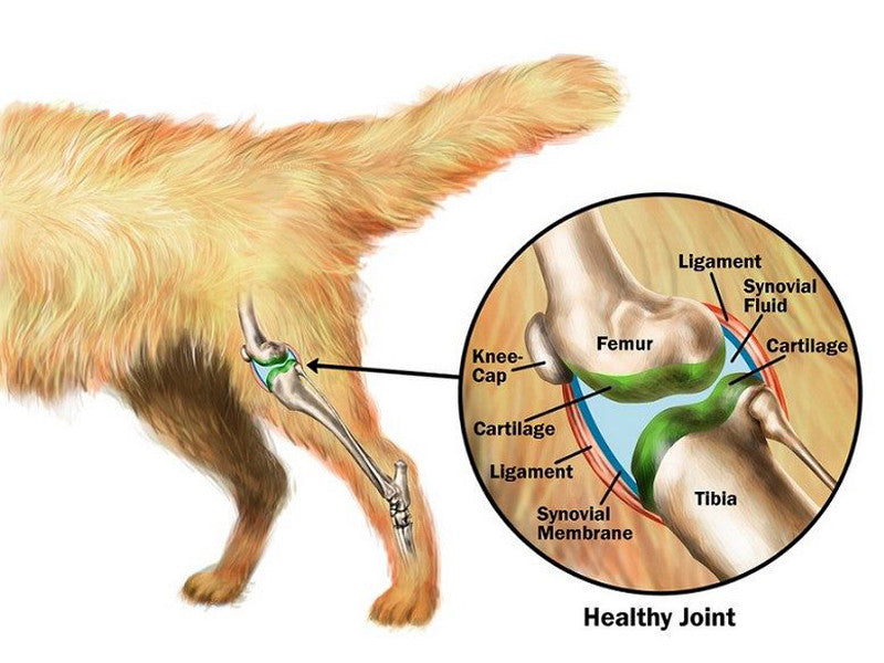 Canine joint sale health